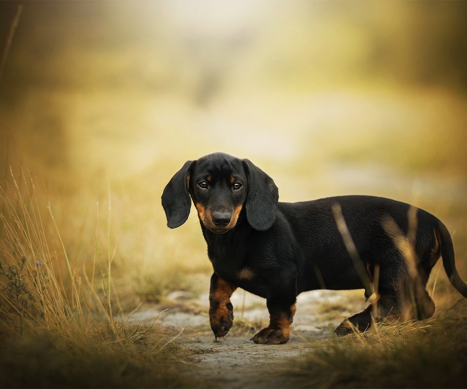 Обои мордочка, взгляд, собака, такса, боке, eddie, muzzle, look, dog, dachshund, bokeh разрешение 2048x1255 Загрузить