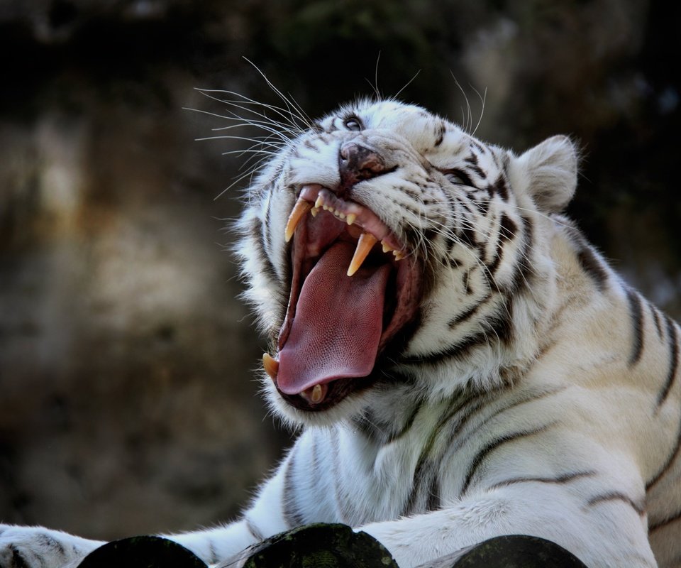 Обои тигр, клыки, хищник, животное, язык, пасть, белый тигр, tiger, fangs, predator, animal, language, mouth, white tiger разрешение 5028x3244 Загрузить
