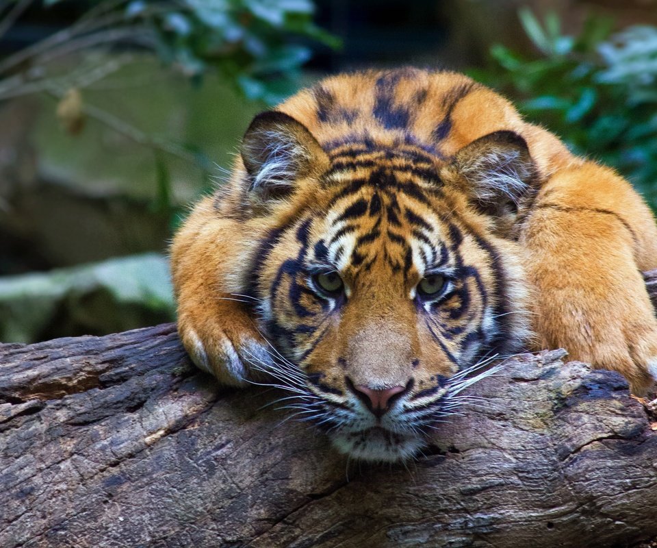 Обои тигр, морда, взгляд, хищник, бревно, дикая кошка, tiger, face, look, predator, log, wild cat разрешение 2048x1641 Загрузить