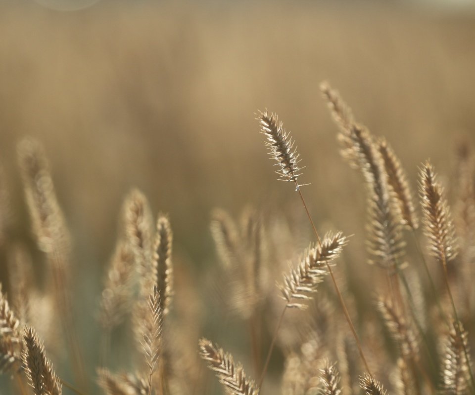 Обои трава, фон, лето, колоски, травинки, ко, grass, background, summer, spikelets, to разрешение 1920x1280 Загрузить