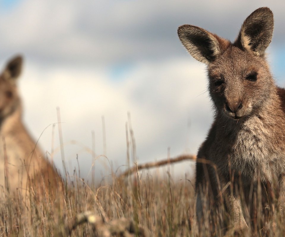 Обои трава, кенгуру, grass, kangaroo разрешение 2880x1920 Загрузить