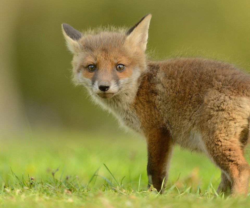 Обои трава, природа, зелень, лиса, лисица, хвост, лисенок, grass, nature, greens, fox, tail разрешение 2048x1152 Загрузить