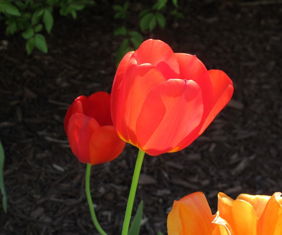 Обои цветы, бутоны, лепестки, весна, тюльпаны, стебли, красные тюльпаны, flowers, buds, petals, spring, tulips, stems, red tulips разрешение 3648x2736 Загрузить