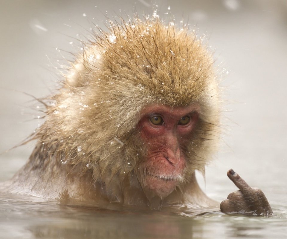 Обои вода, снег, палец, животное, купание, обезьяна, макака, water, snow, finger, animal, bathing, monkey разрешение 1920x1280 Загрузить