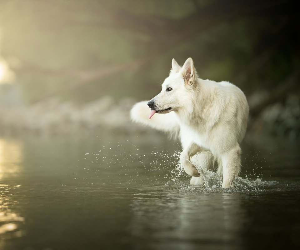 Обои вода, мордочка, взгляд, собака, язык, белая швейцарская овчарка, water, muzzle, look, dog, language, the white swiss shepherd dog разрешение 2048x1329 Загрузить