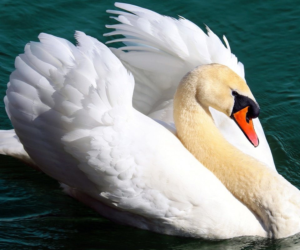 Обои вода, водоем, птица, лебедь, water, pond, bird, swan разрешение 4896x2754 Загрузить