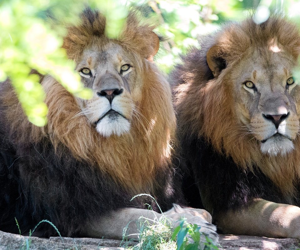 Обои морда, взгляд, львы, хищники, братья, дикая кошка, face, look, lions, predators, brothers, wild cat разрешение 4473x2982 Загрузить