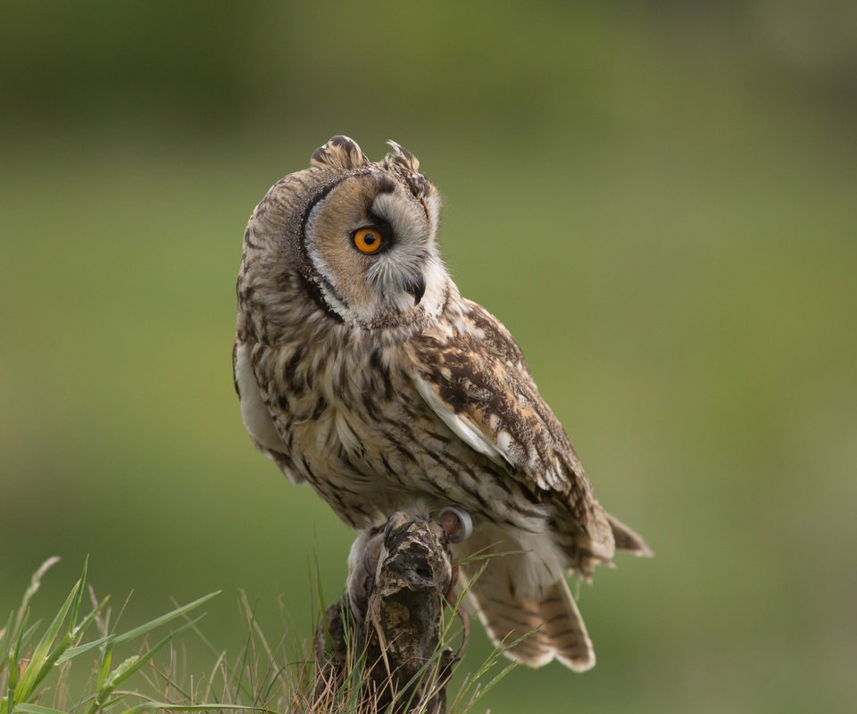 Обои трава, сова, взгляд, птица, клюв, перья, ушастая сова, grass, owl, look, bird, beak, feathers, long-eared owl разрешение 5760x3840 Загрузить