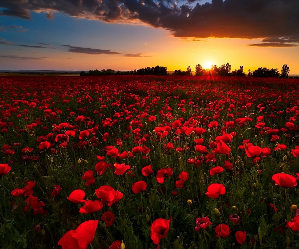 Обои цветы, закат, поле, лето, красные, маки, flowers, sunset, field, summer, red, maki разрешение 1920x1168 Загрузить