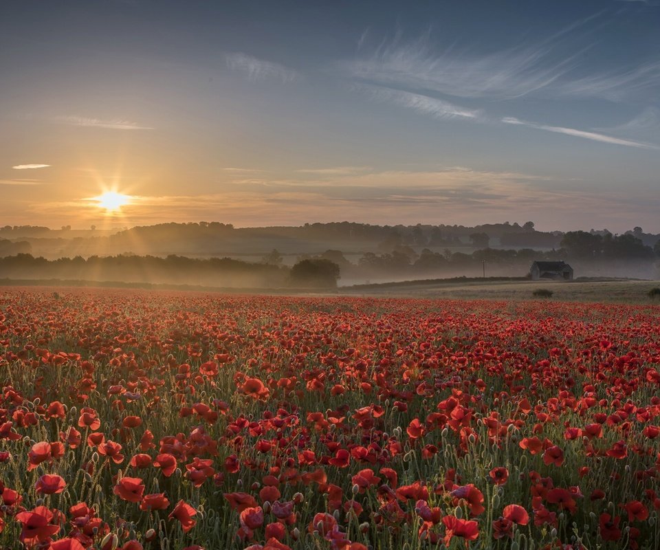 Обои цветы, закат, туман, поле, лето, красные, маки, flowers, sunset, fog, field, summer, red, maki разрешение 2000x1141 Загрузить