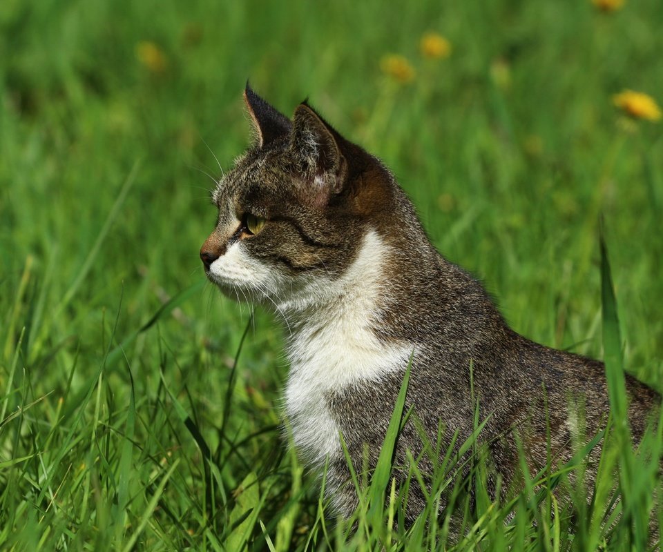 Обои трава, зелень, кошка, взгляд, профиль, травка, grass, greens, cat, look, profile, weed разрешение 1920x1280 Загрузить