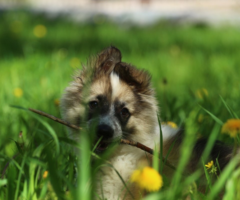 Обои цветы, зелень, взгляд, собака, щенок, лайка, палочка, flowers, greens, look, dog, puppy, laika, wand разрешение 1920x1280 Загрузить