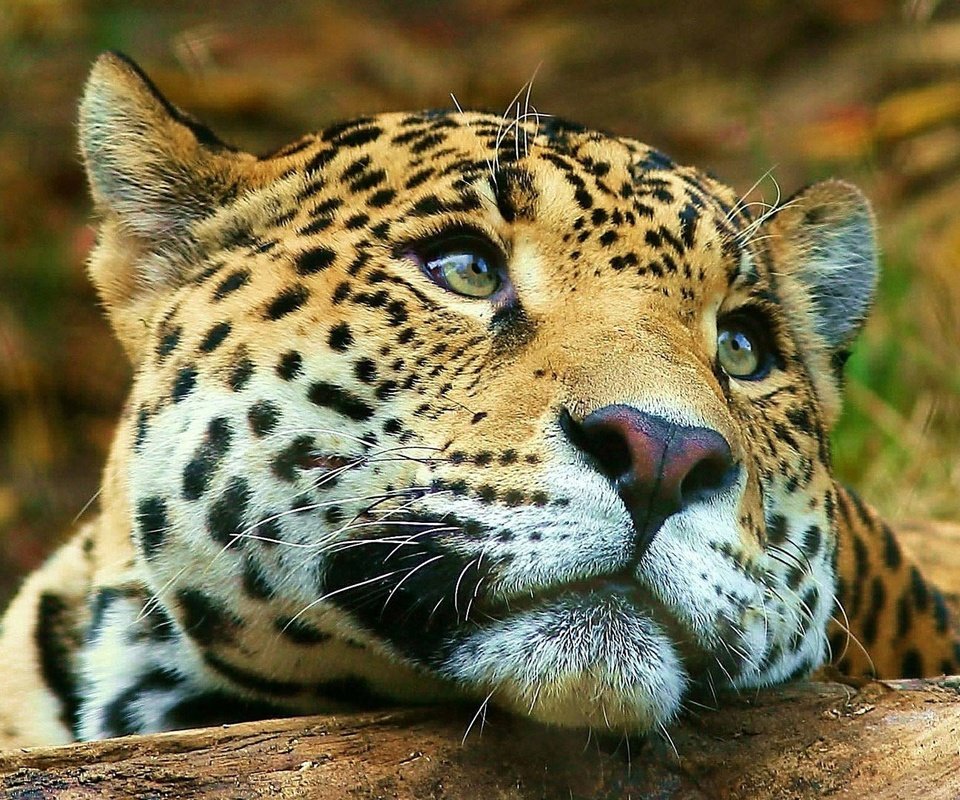 Обои морда, животные, взгляд, леопард, большая кошка, face, animals, look, leopard, big cat разрешение 1920x1080 Загрузить