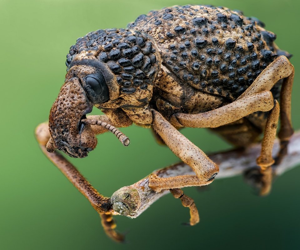 Обои жук, макро, насекомое, слоник, долгоносик, beetle, macro, insect, elephant, weevil разрешение 2048x1366 Загрузить