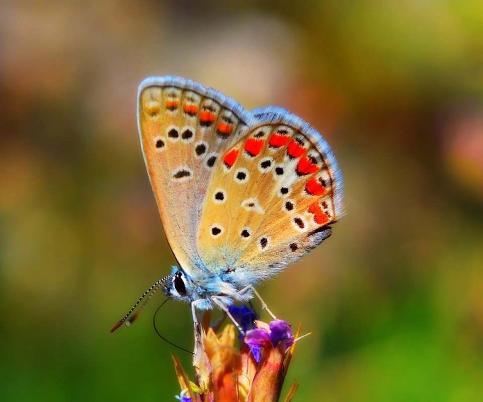 Обои природа, насекомое, бабочка, крылья, боке, nature, insect, butterfly, wings, bokeh разрешение 3000x1797 Загрузить