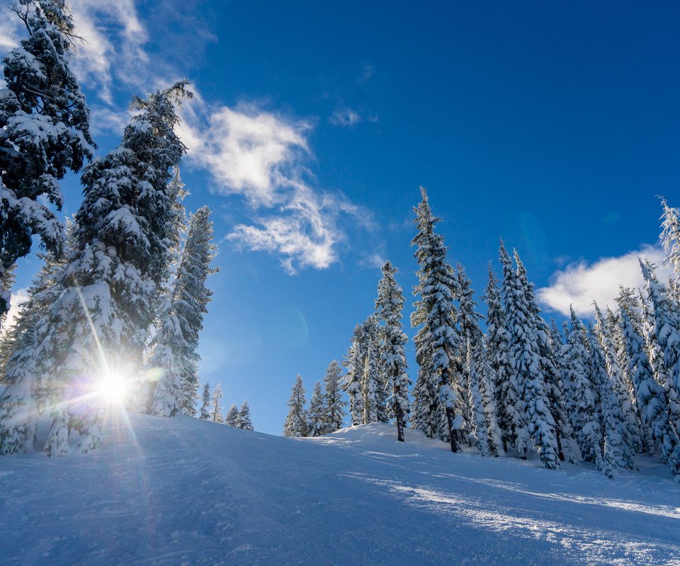 Обои небо, облака, деревья, солнце, снег, природа, лес, зима, the sky, clouds, trees, the sun, snow, nature, forest, winter разрешение 3840x2400 Загрузить