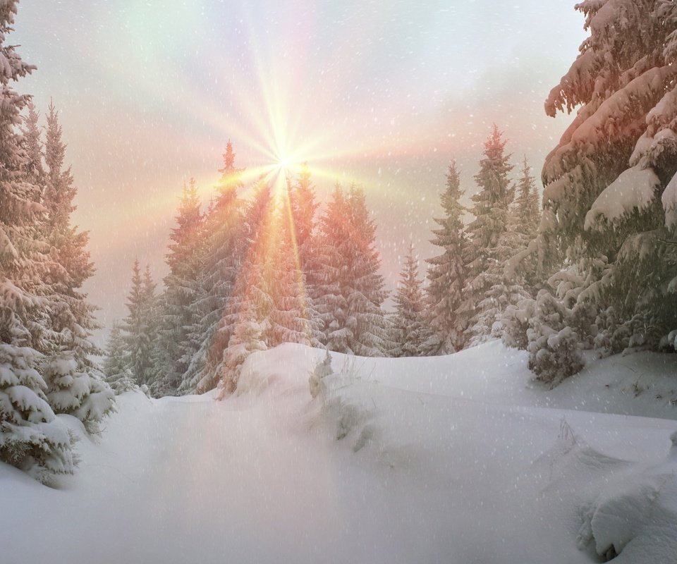 Обои природа, лес, зима, пейзаж, nature, forest, winter, landscape разрешение 2880x1800 Загрузить