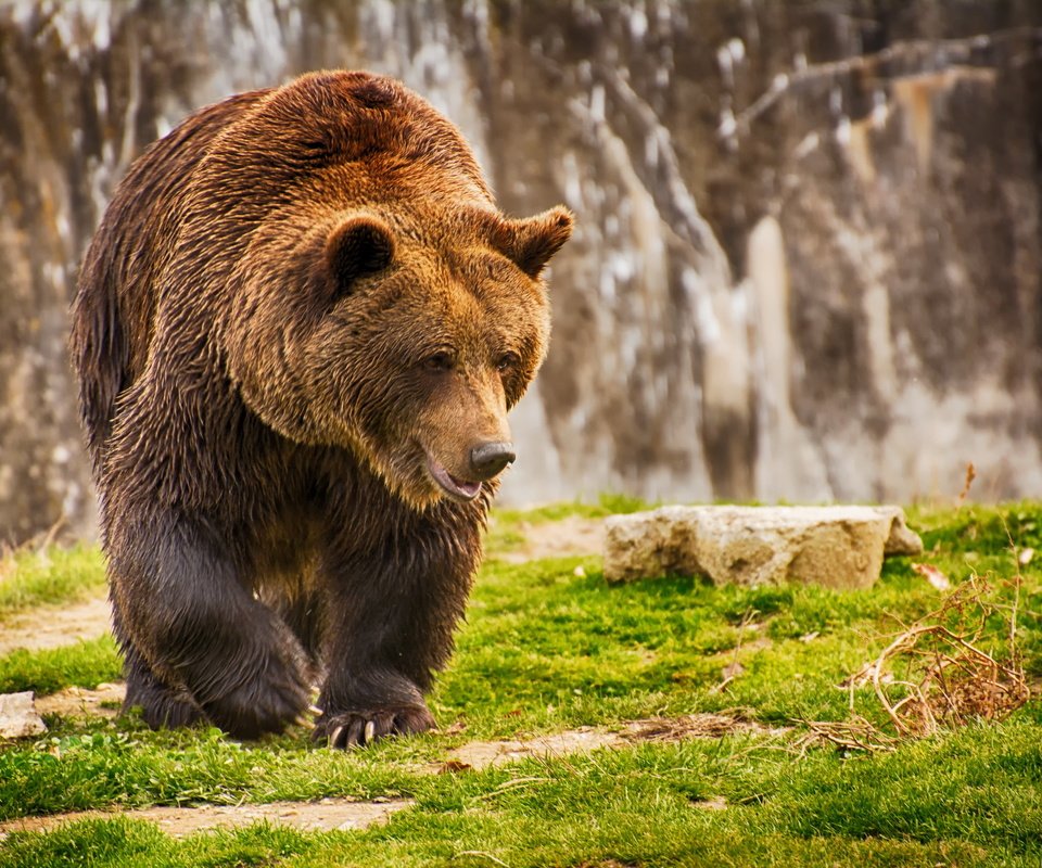 Обои морда, трава, лапы, медведь, мокрый, бурый медведь, face, grass, paws, bear, wet, brown bear разрешение 2560x1707 Загрузить