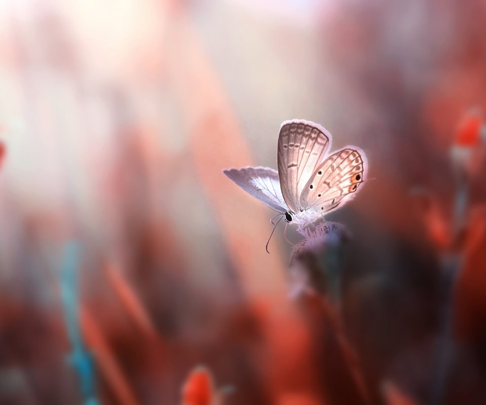 Обои цветы, насекомое, фон, бабочка, крылья, размытость, flowers, insect, background, butterfly, wings, blur разрешение 2500x1667 Загрузить