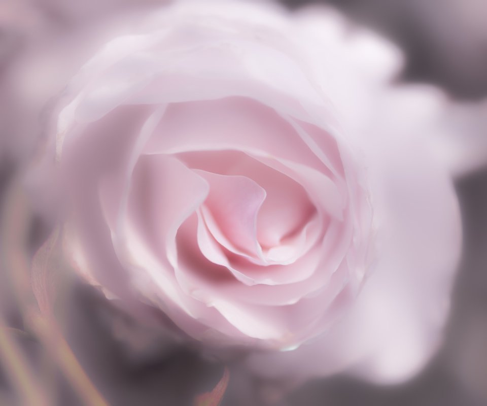 Обои цветок, роза, лепестки, 60, пинк, flower, rose, petals, pink разрешение 7360x4912 Загрузить