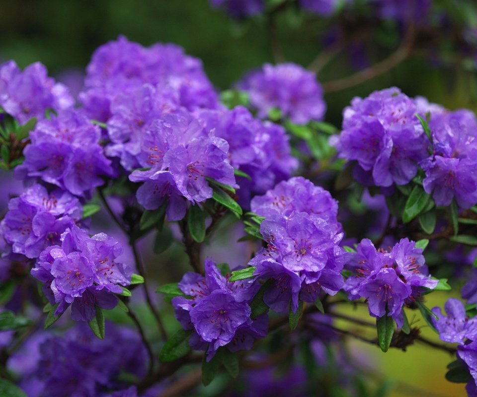 Обои цветы, ветки, фиолетовый, азалии, азалия, рододендроны, flowers, branches, purple, azaleas, azalea, rhododendrons разрешение 3100x2075 Загрузить