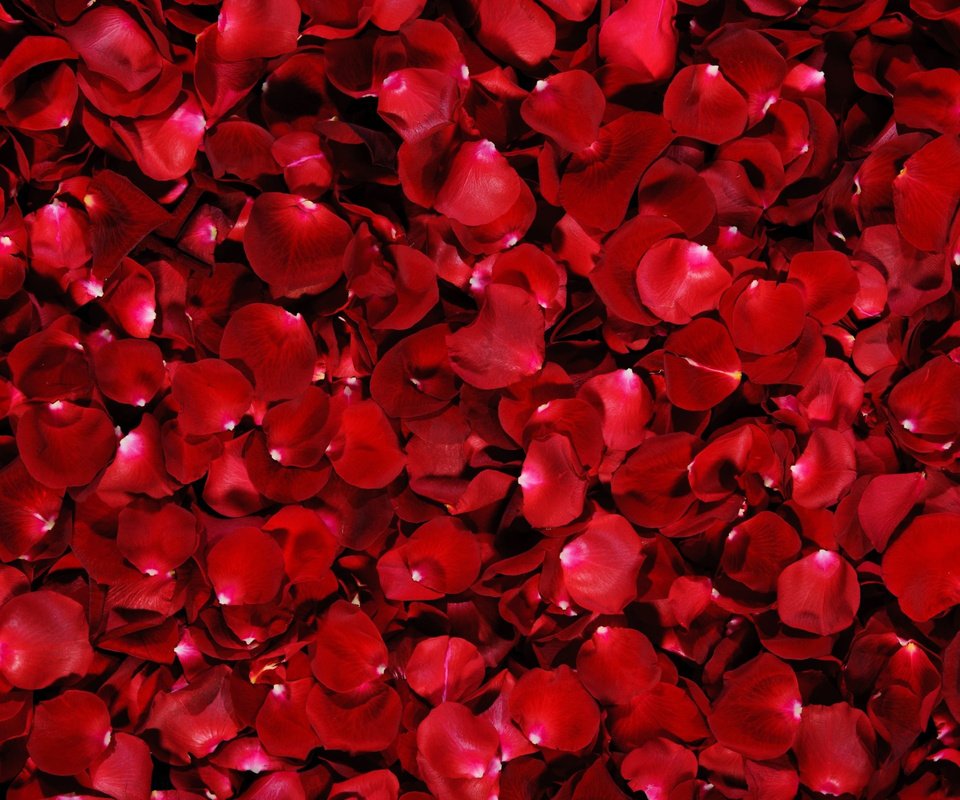 Обои фон, розы, лепестки, красные, background, roses, petals, red разрешение 5075x3172 Загрузить