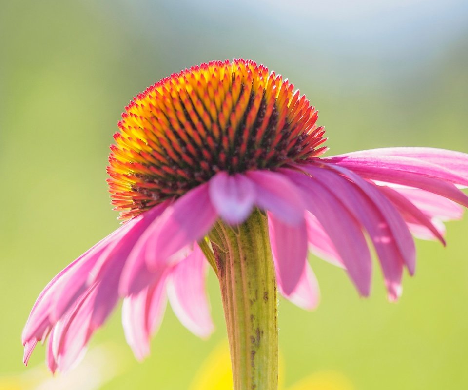 Обои цветок, лепестки, эхинацея, flower, petals, echinacea разрешение 2048x1287 Загрузить