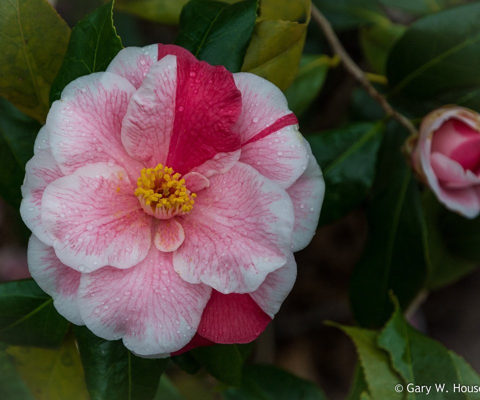 Обои листья, цветок, капли, лепестки, камелия, leaves, flower, drops, petals, camellia разрешение 2048x1616 Загрузить