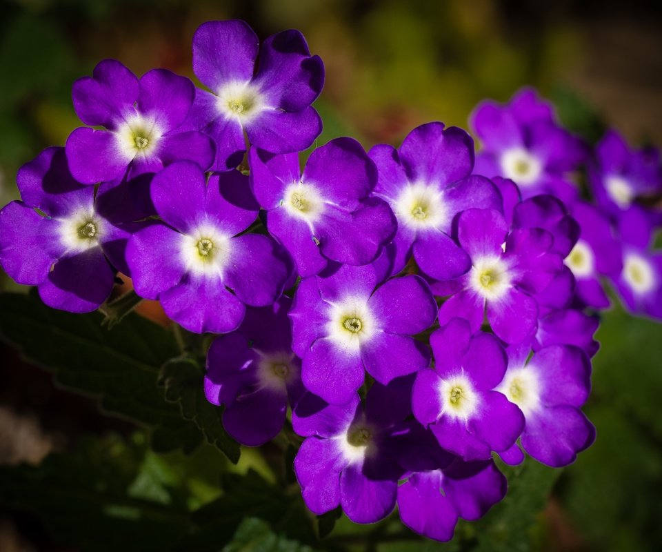 Обои цветы, лепестки, фиолетовые, вербена, flowers, petals, purple, verbena разрешение 4608x3456 Загрузить