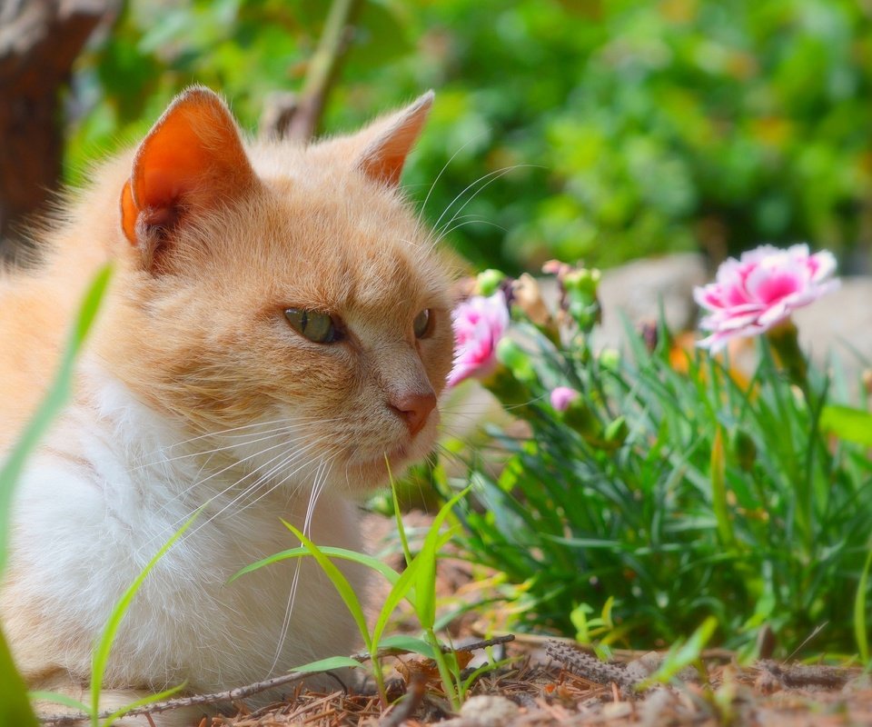Обои цветы, трава, кот, мордочка, усы, кошка, взгляд, flowers, grass, cat, muzzle, mustache, look разрешение 2962x1877 Загрузить