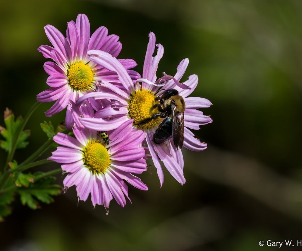 Обои цветы, насекомое, лепестки, пчела, хризантемы, flowers, insect, petals, bee, chrysanthemum разрешение 2048x1495 Загрузить