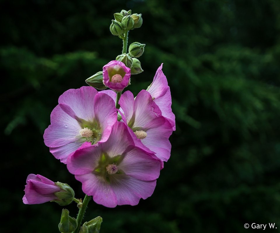 Обои цветы, лепестки, розовые, боке, мальва, flowers, petals, pink, bokeh, mallow разрешение 2048x1451 Загрузить