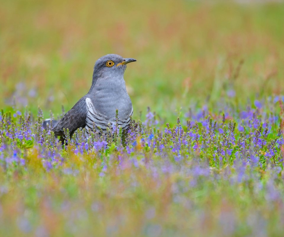 Обои цветы, трава, птица, клюв, перья, кукушка, flowers, grass, bird, beak, feathers, cuckoo разрешение 2048x1365 Загрузить