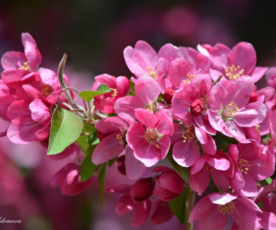 Обои цветы, ветка, дерево, цветение, лепестки, весна, flowers, branch, tree, flowering, petals, spring разрешение 2048x1357 Загрузить