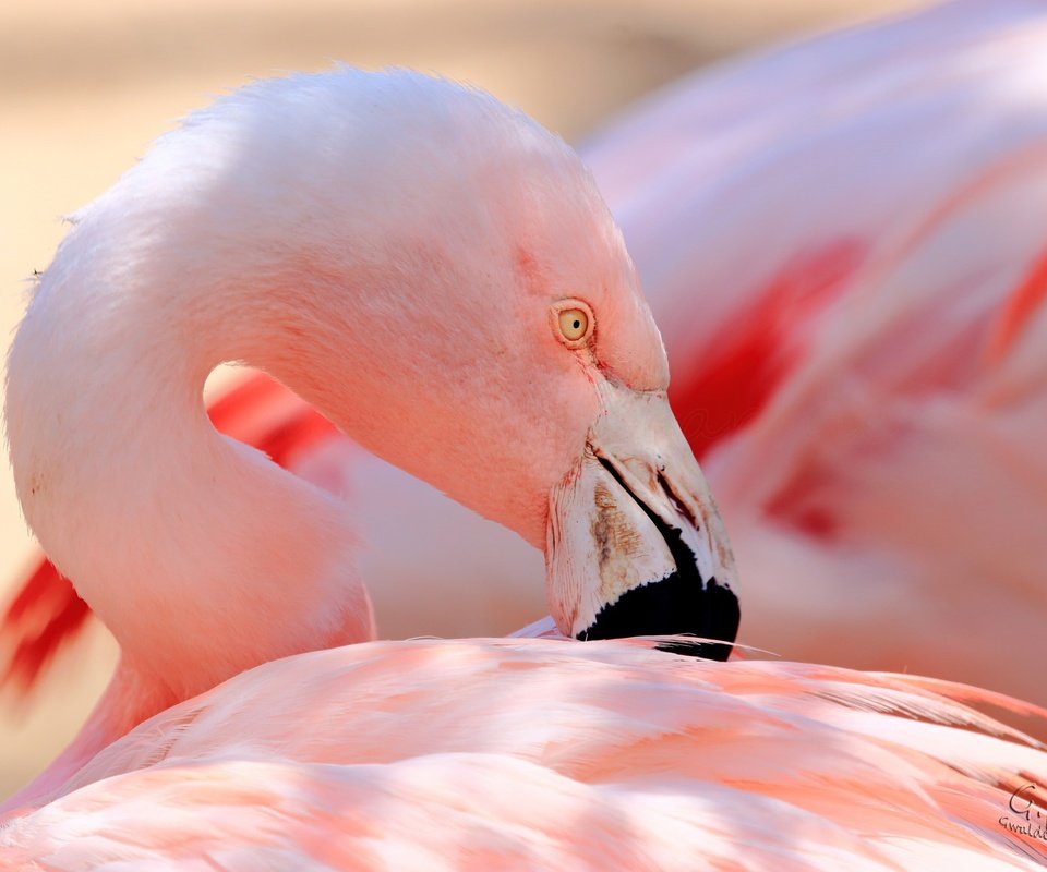 Обои фламинго, птица, клюв, перья, flamingo, bird, beak, feathers разрешение 2048x1365 Загрузить