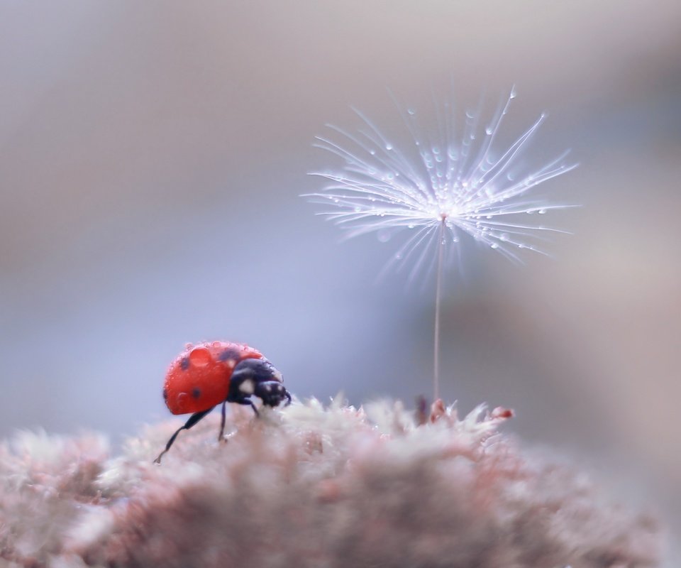 Обои жук, насекомое, фон, божья коровка, боке, пушинка, былинка, beetle, insect, background, ladybug, bokeh, fluff, blade of grass разрешение 2500x1886 Загрузить