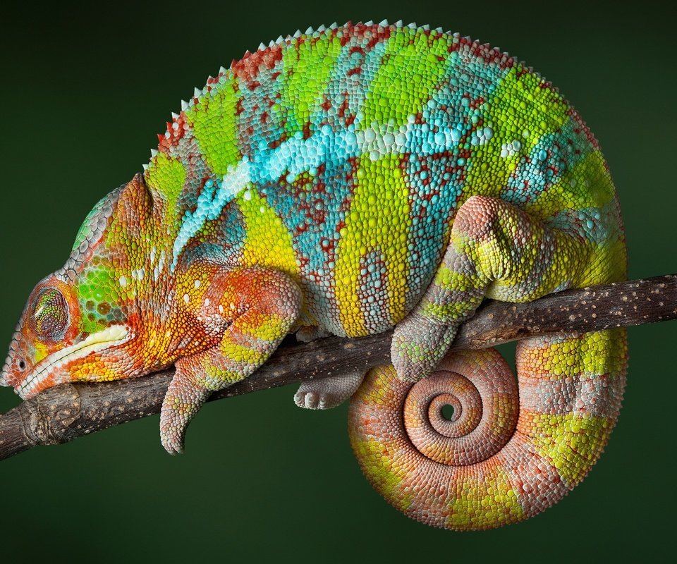 Обои ящерица, хамелеон, рептилия, мадагаскар, lizard, chameleon, reptile, madagascar разрешение 2560x1600 Загрузить