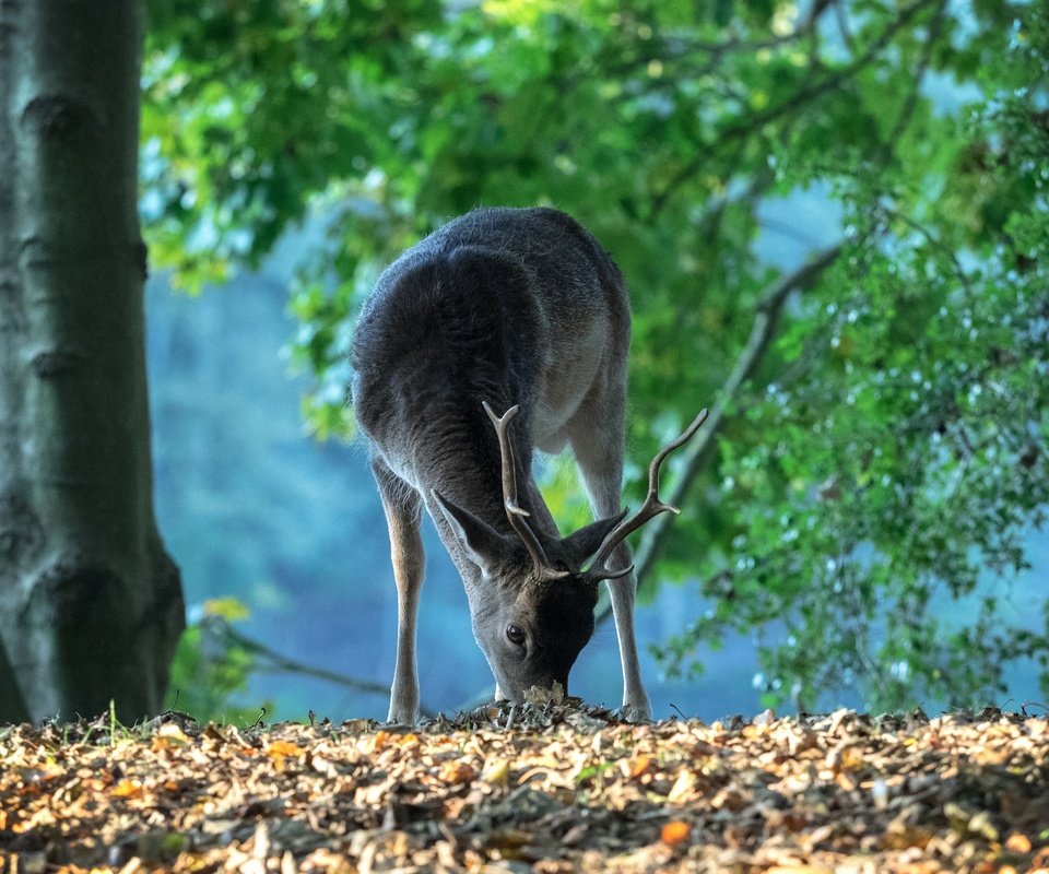 Обои лес, олень, рога, нидерланды, forest, deer, horns, netherlands разрешение 2048x1438 Загрузить