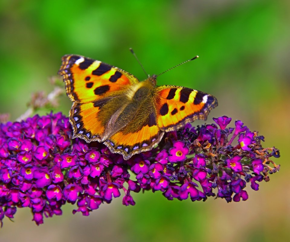 Обои макро, насекомое, бабочка, крылья, цветочки, macro, insect, butterfly, wings, flowers разрешение 3779x2848 Загрузить