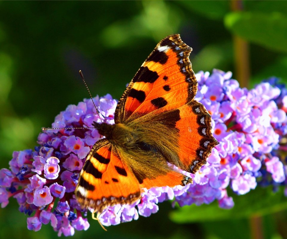 Обои цветы, растения, насекомое, бабочка, крылья, flowers, plants, insect, butterfly, wings разрешение 3002x1884 Загрузить