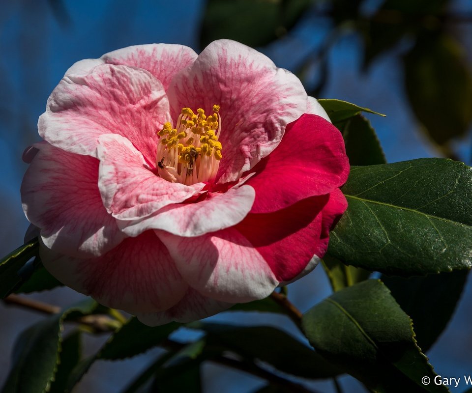 Обои листья, макро, фон, цветок, лепестки, камелия, leaves, macro, background, flower, petals, camellia разрешение 2048x1390 Загрузить