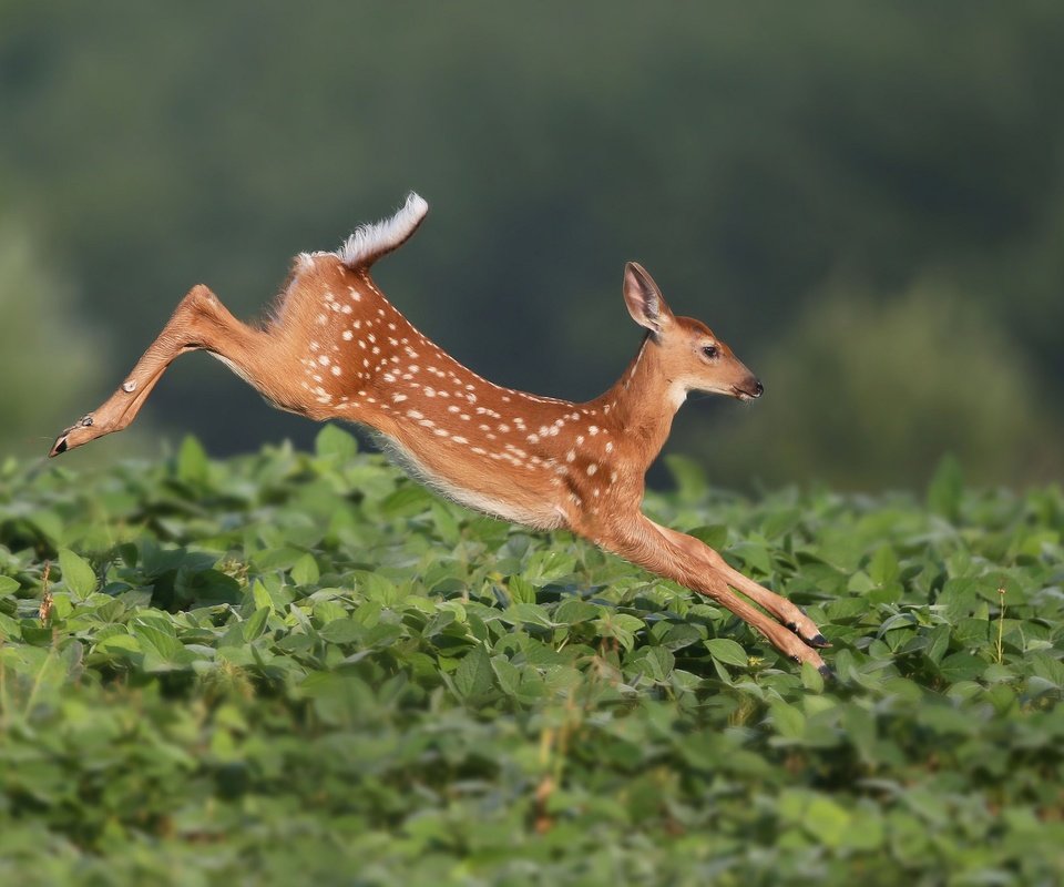 Обои растения, олень, прыжок, олененок, белохвостый олень, plants, deer, jump, fawn, white-tailed deer разрешение 2048x1365 Загрузить