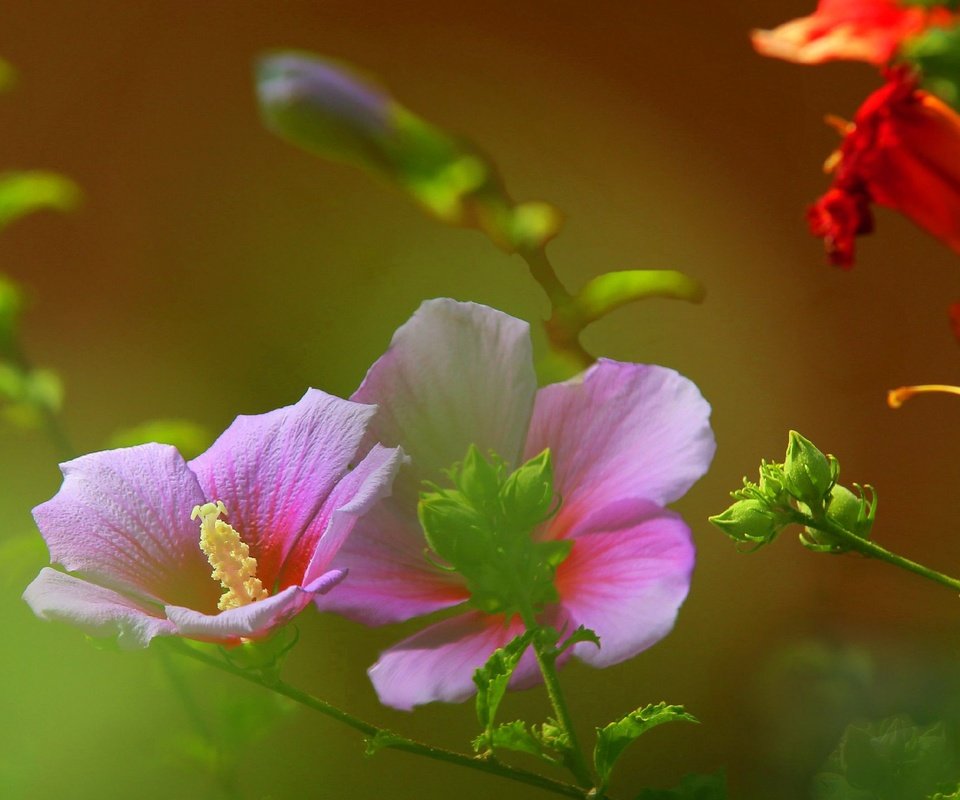 Обои цветы, поле, лепестки, луг, растение, стебель, мальва, flowers, field, petals, meadow, plant, stem, mallow разрешение 2316x1438 Загрузить