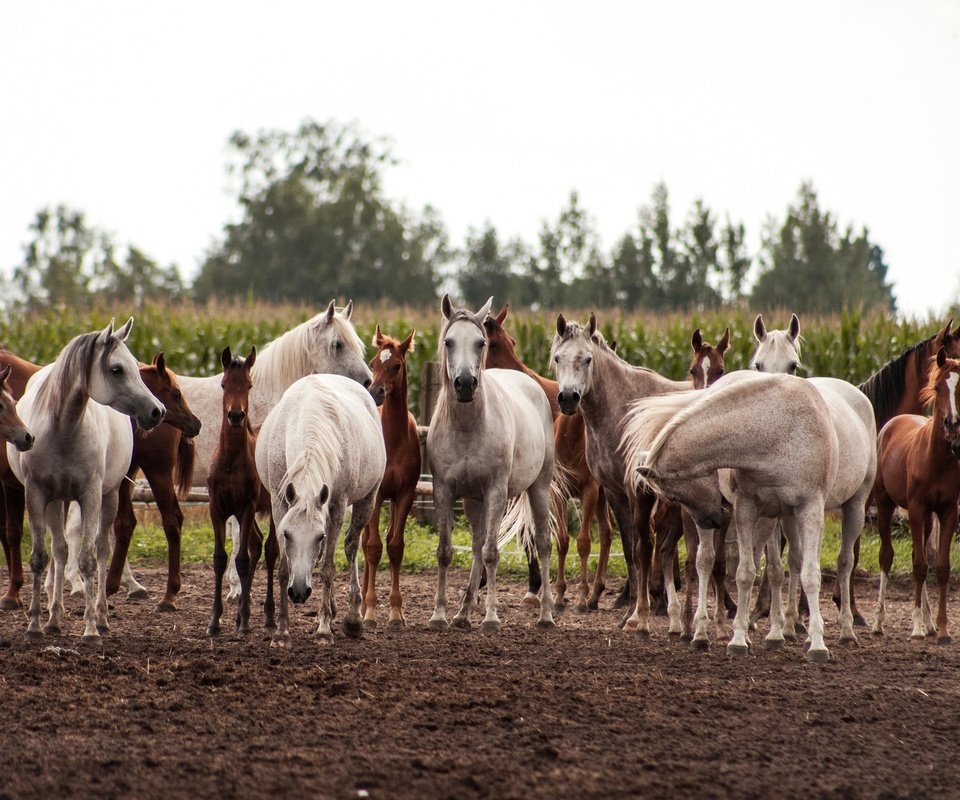 Обои поле, лошади, кони, табун, field, horse, horses, the herd разрешение 3450x2000 Загрузить