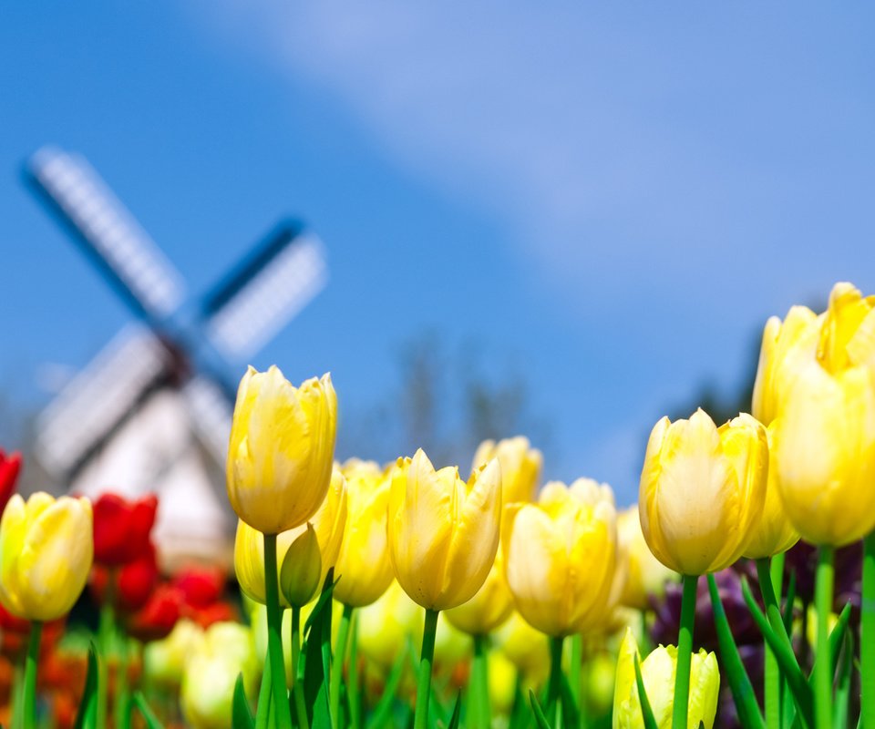Обои небо, поле, мельница, тюльпаны, нидерланды, голландия, the sky, field, mill, tulips, netherlands, holland разрешение 1920x1200 Загрузить