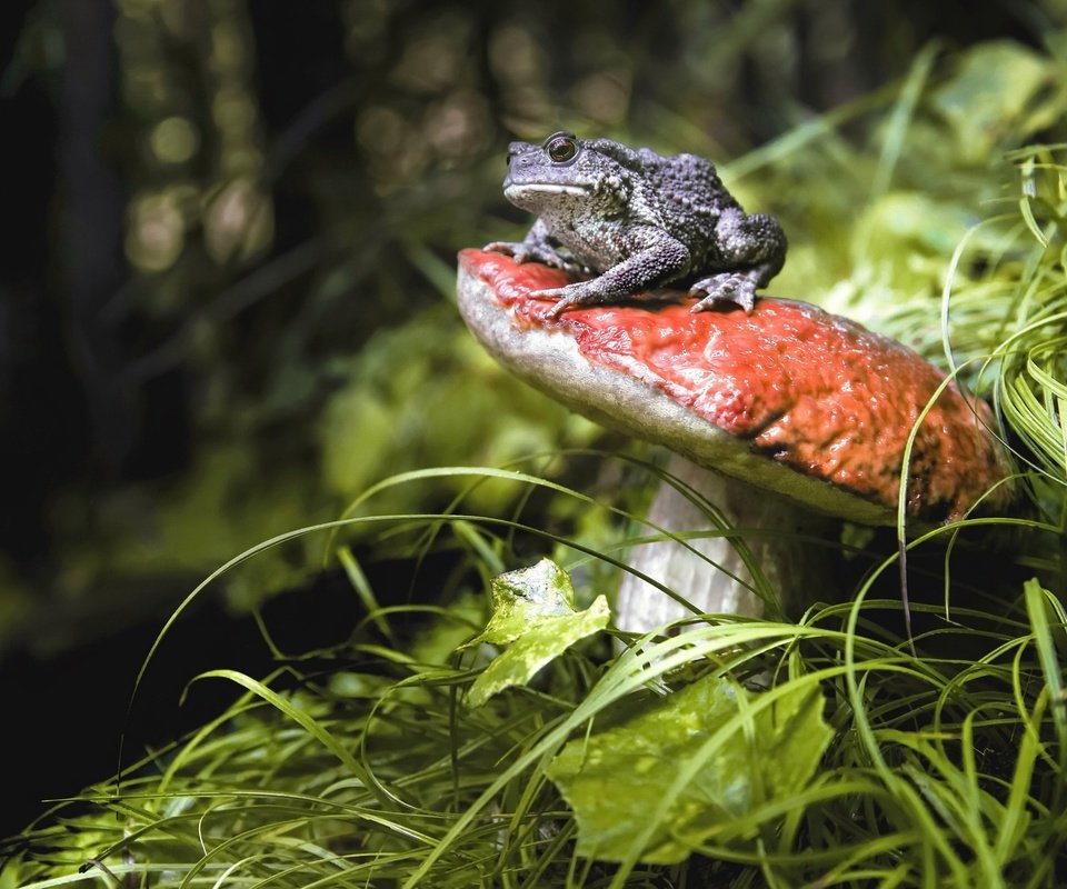 Обои трава, природа, растения, животные, лягушка, гриб, grass, nature, plants, animals, frog, mushroom разрешение 2048x1322 Загрузить