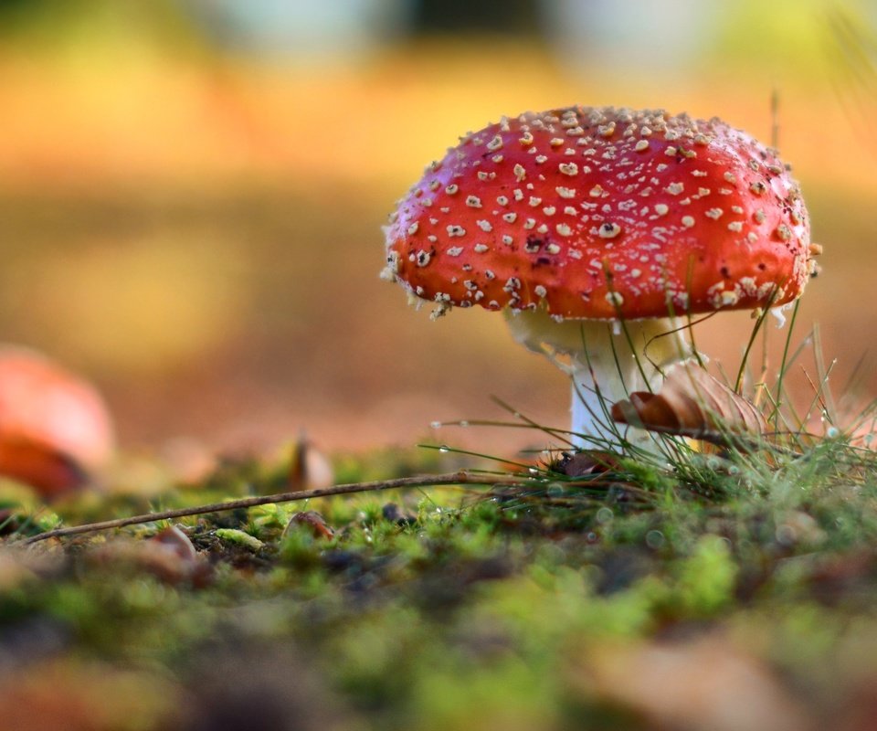 Обои природа, лес, роса, капли, размытость, гриб, мох, мухомор, nature, forest, rosa, drops, blur, mushroom, moss разрешение 2560x1440 Загрузить