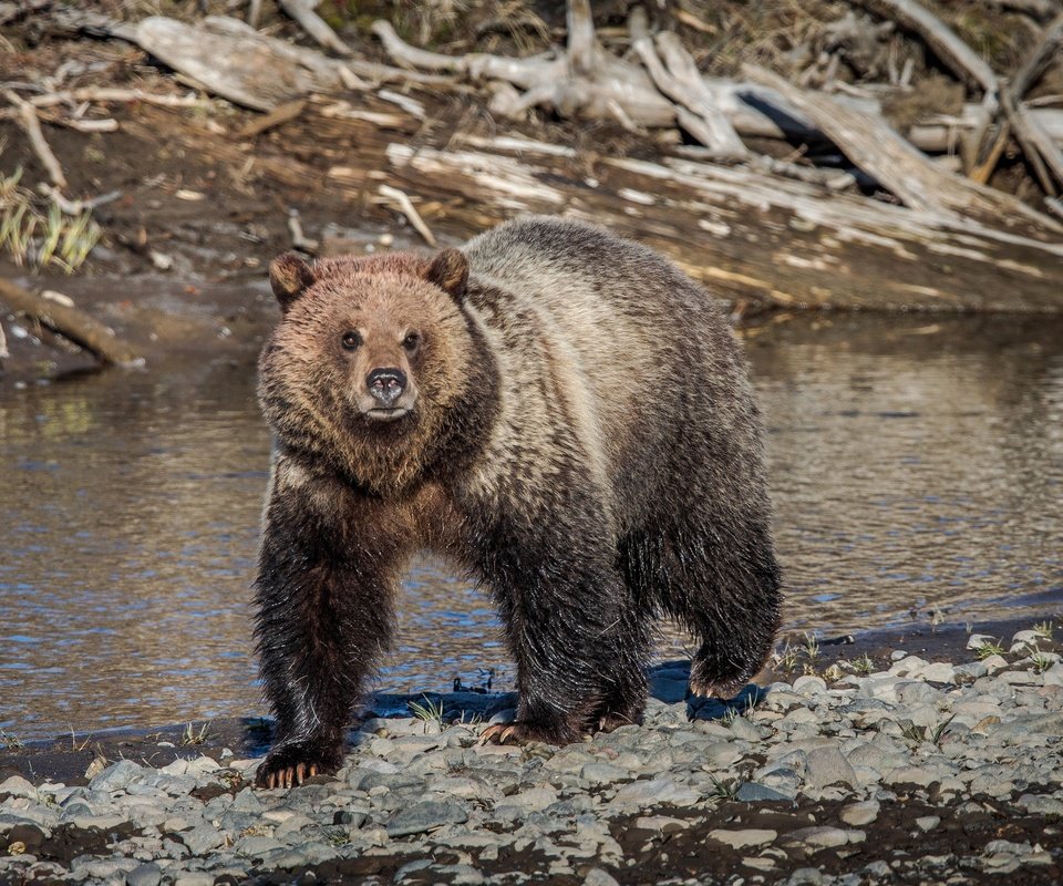 Обои морда, река, природа, лето, взгляд, медведь, face, river, nature, summer, look, bear разрешение 2048x1369 Загрузить