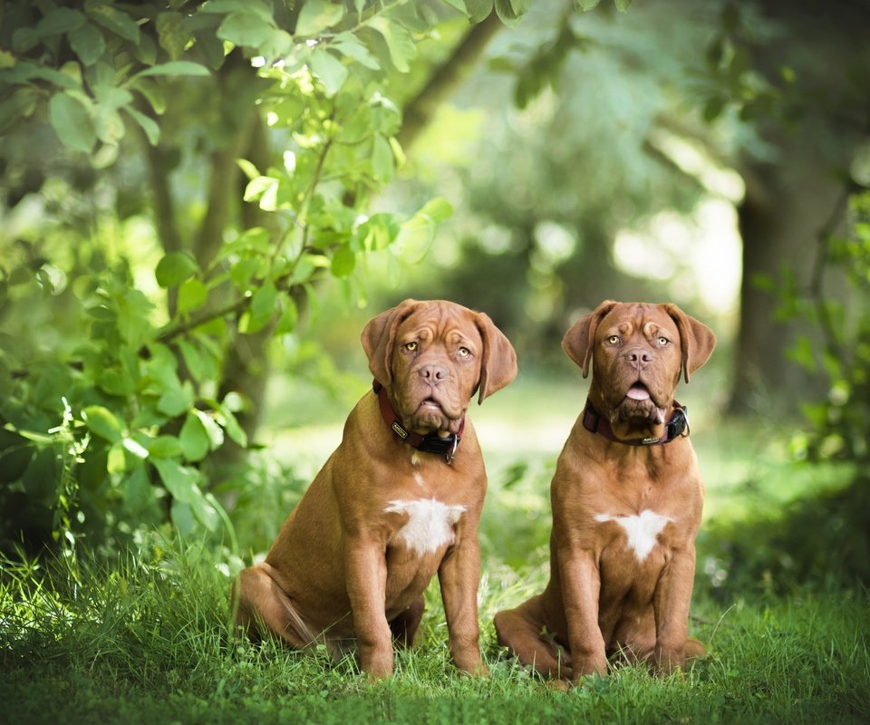 Обои трава, природа, листья, пара, собаки, бордоский дог, две собаки, grass, nature, leaves, pair, dogs, dogue de bordeaux, two dogs разрешение 6000x4000 Загрузить