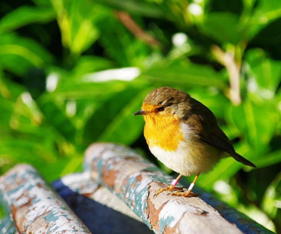 Обои природа, птица, клюв, перья, птичка, зарянка, малиновка, nature, bird, beak, feathers, robin разрешение 3585x2689 Загрузить